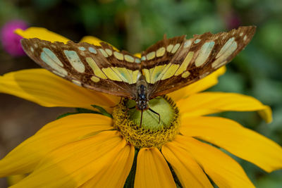 Close-up of butterfly pollinating on yellow flower