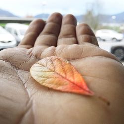 Cropped hand of person holding leaf