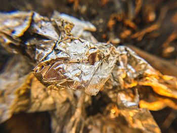 Close-up of dried leaves on plant