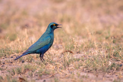 Close-up of bird perching on field