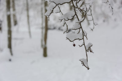Close-up of frozen plant