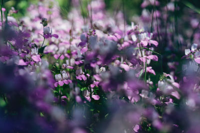 Close-up of pink flowering plant in garden