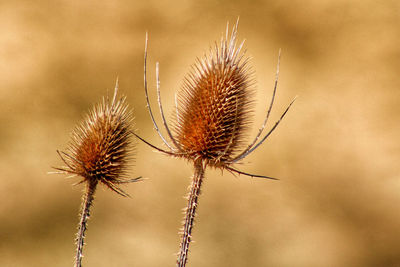 Close-up of dried thistle plant