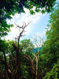 Low angle view of trees against sky