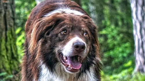 Close-up portrait of dog