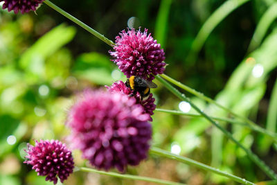 Close-up of honey bee pollinating on pink flower