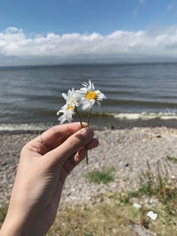 Midsection of person holding flowering plant against sea