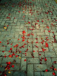 High angle view of maple leaves on street