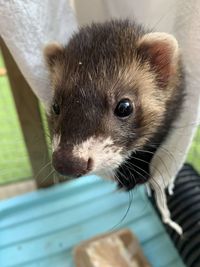 Close-up portrait of a rabbit