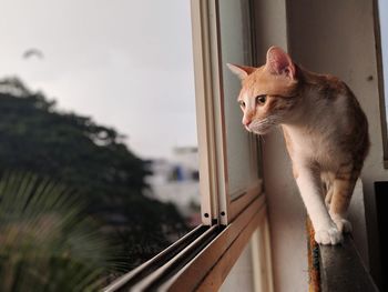 Portrait of a cat on window