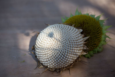 Close-up of leaf