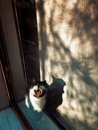 Cat yawning on window