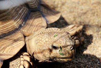 Close-up of lizard