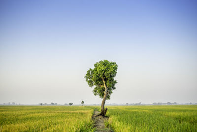 Scenic view of agricultural field against clear sky