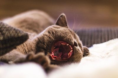 Close-up of a cat yawning