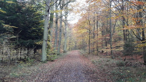 Walkway amidst trees in forest during autumn