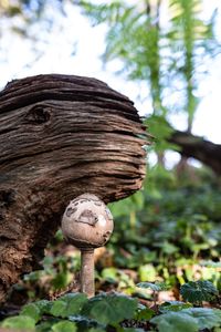 Close-up of mushroom growing on tree trunk