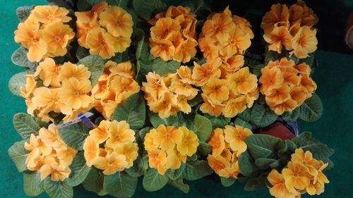 Close-up of orange flowers