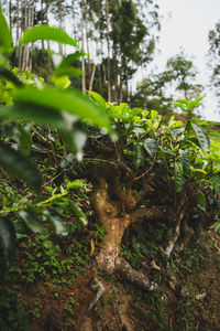 Close-up of tree