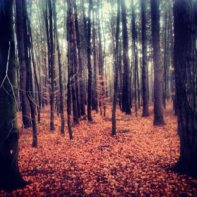 tree, forest, tree trunk, woodland, tranquility, tranquil scene, nature, beauty in nature, autumn, abundance, scenics, growth, season, landscape, non-urban scene, change, outdoors, day, idyllic, leaf