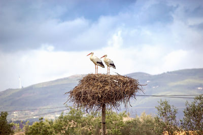  storks on mountain against sky