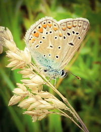 Close-up of butterfly perching on flower