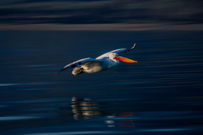 Close-up of bird flying over lake