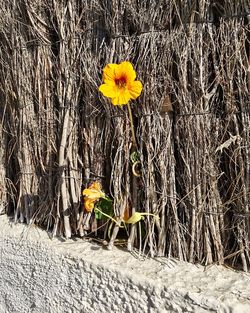 Close-up of yellow flowers blooming on tree trunk