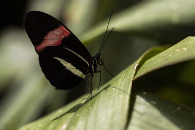 A small postman butterfly perched on a leaf.