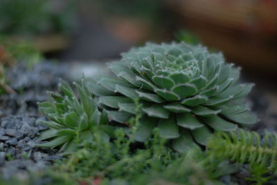 Close-up of succulent plant on field