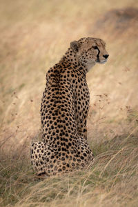 Cheetah sitting on field in zoo