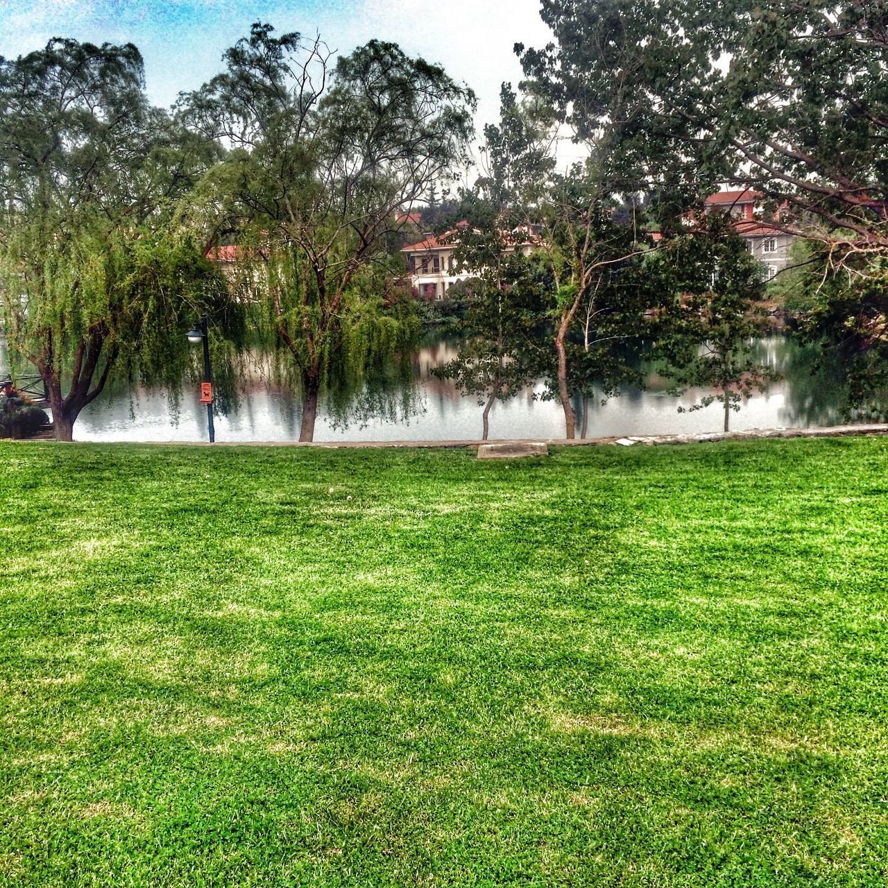 grass, tree, green color, growth, grassy, field, tranquility, park - man made space, lawn, nature, tranquil scene, beauty in nature, green, landscape, scenics, sky, park, sunlight, clear sky, grassland