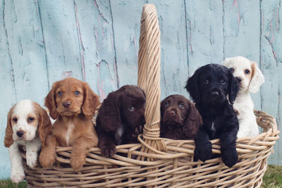 Portrait of puppy in basket