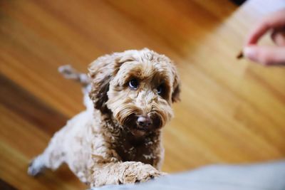 Portrait of dog at home