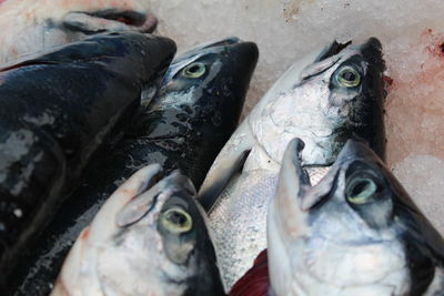 High angle view of fish for sale at market