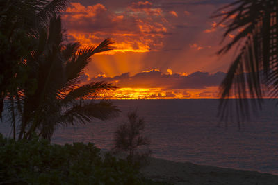 Silhouette palm trees on beach against sky at sunset