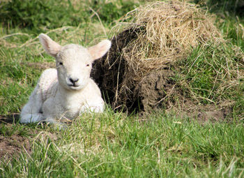 Portrait of sheep on field