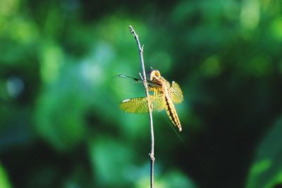 Close-up of dragonfly on leaf