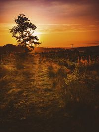 Silhouette trees on field against sky at sunset