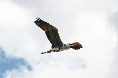 Low angle view of eagle flying in sky