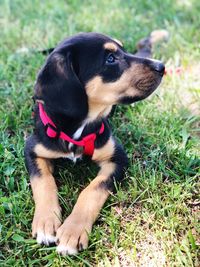 Dog looking away on field