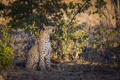 View of a cat on land