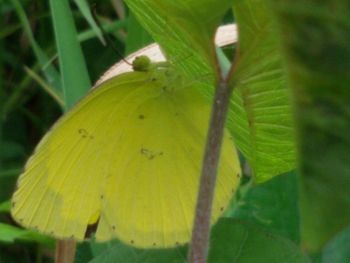leaf
