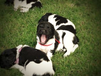 Dog looking away on grassy field
