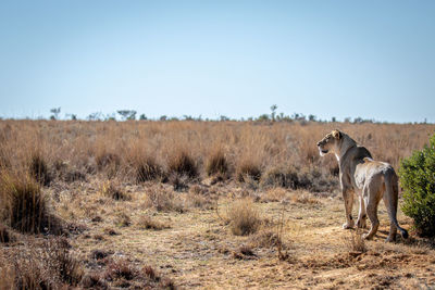 View of a horse on field