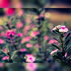 Close-up of pink flowers