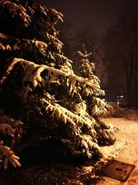 Tree in winter at night