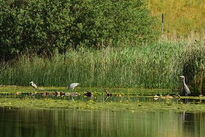 View of birds in calm lake