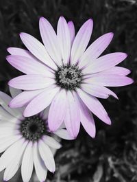 Close-up of osteospermum blooming outdoors