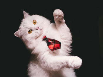 Close-up of cat in tie against black background